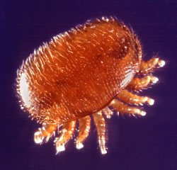 A photograph of a varroa mite (_Varroa jacobsoni_)