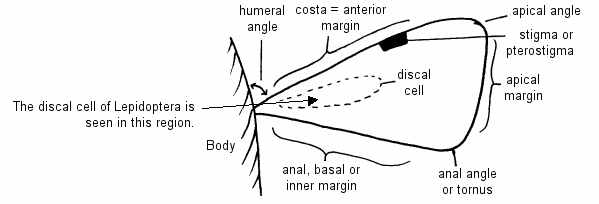 Illustration of the main regions of the insect wing