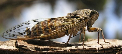 A photograph of an adult Adriatic cicada (_Melampsalta montana_).
