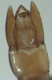 A photograph of the aedeagus of the beetle _Tormissus linsi_