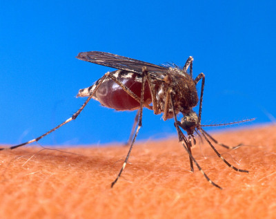 A photograph of an adult female _Aedes aegypti_ mosquito taking a blood meal.