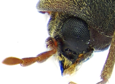 A photograph of the head of a woodworm beetle (_Anobium punctatum_) showing the compound eye and ommatidia.