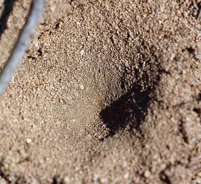 A photograph of a pit created by an antlion larva. The larva lives in a hole at the bottom and feeds on prey that falls into the pit.