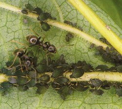 A photograph of an ant tending a large number of aphids (blackfly)