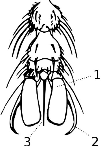 An illustration of the tarsus of _Asilus crabroniformis_ with the empodium labelled