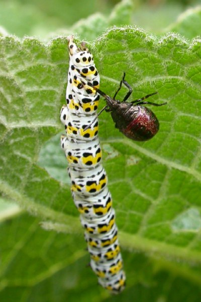 A photograph of an assassin bug nymph feeding on the caterpillar of the Mullein moth.