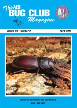 April 2008 Bug Club Magazine cover showing a female stag beetle (_Lucanus cervus_)