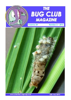April/June 2016 Bug Club Magazine cover showing parasitoids, probably _Apanteles_, emerging from a Noctuid caterpillar