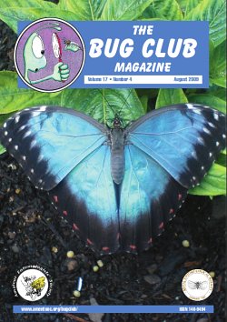 August 2009 Bug Club Magazine cover showing a photograph of one of the Blue Morpho species of butterfly