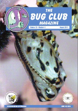 August 2011 Bug Club Magazine cover showing a photograph of the chrysalis of the Marsh Fritillary butterfly (_Euphydryas aurinia_).
