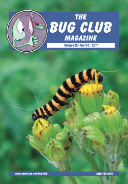August 2017 Bug Club Magazine cover showing Cinnabar moth larva on ragwort