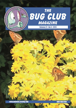 August 2019 Bug Club Magazine cover showing insects on a Ragwort plant