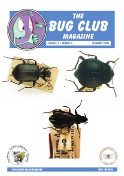 December 2009 Bug Club Magazine cover showing a photograph of _Parahelops darwinii_, a beetle in the rare family of southern hemisphere beetles collected by Charles Darwin during his stop at Valparaiso, Chile, in 1835, on one of his voyages.