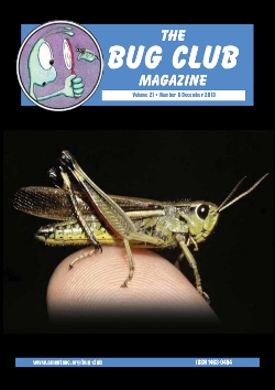 December 2013 Bug Club Magazine cover showing a photograph of a Large Marsh Grasshopper, _Stethophyma grossum_.