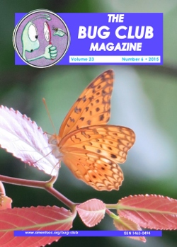 December 2015 Bug Club Magazine cover showing a Leopard Butterfly, (_Phalanta phalanta phalanta_)
