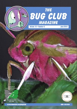 June 2010 Bug Club Magazine cover showing a photograph of the
Elephant Hawk Moth _Dielephila elpenor_