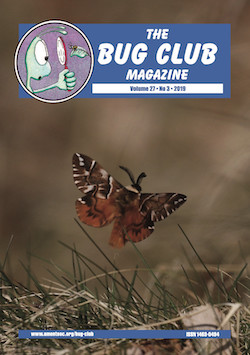 June 2019 Bug Club Magazine cover showing the Kentish Glory moth, _Endromis versicolora_