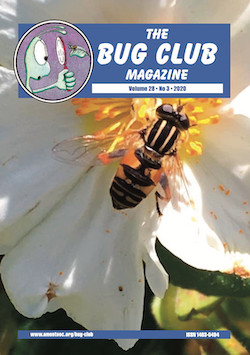 June 2020 Bug Club Magazine cover showing the hoverfly _Helophilus pendulus_