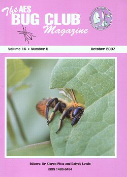October 2007 Bug Club Magazine cover - showing a photograph of a leaf-cutting bee (_Megachile sp._) caught in the act