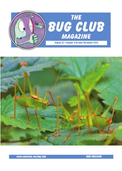 October 2014 Bug Club Magazine cover showing male Speckled Bush Crickets _Leptophyes punctatissima_.