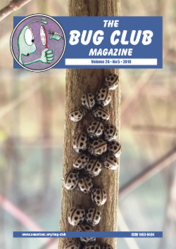 October 2018 Bug Club Magazine cover showing Sixteen-spot ladybirds _Tytthaspis sedecimpunctata_ overwintering in a group