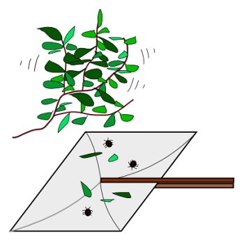 An illustration of a beating tray being held under a branch to collect insects when the branch is shaken.