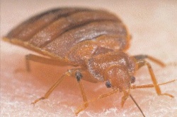 An adult bed bug (_Cimex lectularius_)