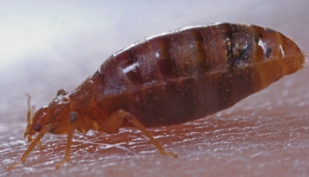 Bed bug nymph (_Cimex lectularius_) feeding on a human showing the bed bug body heavily engorged with blood.