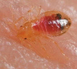 First instar bed bug nymph feeding on human