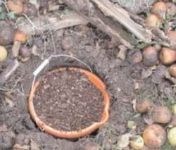 A photograph of a buried bucket containing wood chippings. The Bury Buckets for Beetles project is intended to raise awareness of biodiversity in rotting wood, help monitor stag beetles and encourage gardeners to be a little less tidy.