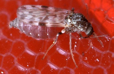 A photograph of the biting midge _Culicoides sonorensis_