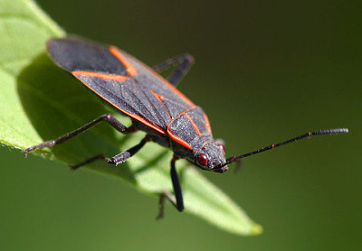 A photograph of an adult Boxelder bug (_Boisea trivittata_)