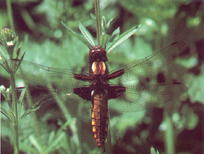 The Broad-bodied Chaser dragonfly, found at the Ripple Reserve.