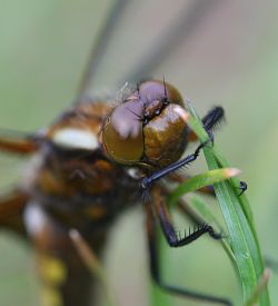 Close-up photograph of the head of a Broad-bodied chaser dragonfly, _Libellula depressa_