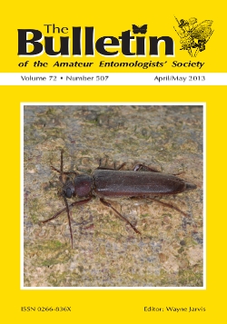 April/May 2013 Bulletin cover showing the Longhorn beetle, _Arhopalus rusticus_.