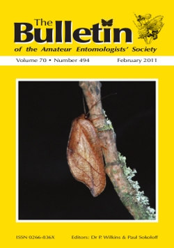 February 2011 Bulletin cover showing the lacewing _Drepanepteryx phalaenoides_