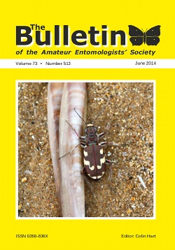 June 2014 Bulletin cover showing a Dune Tiger Beetle (_Cicindela maritima_).
