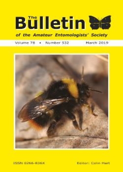 March 2019 Bulletin cover showing the Early Bumblebee _Bombus pratorum_