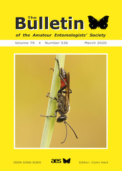March 2020 Bulletin cover showing the Golden Digger wasp _Sphex funerarius_