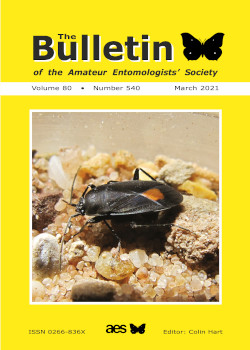 March 2021 Bulletin cover showing the ground bug _Aphanus rolandri_
