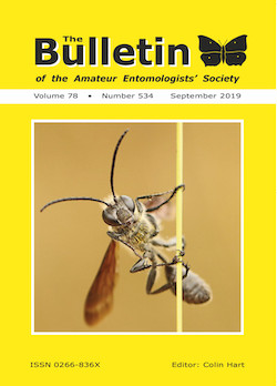 September 2019 Bulletin cover showing the sphecid wasp _Isodontia mexicana_