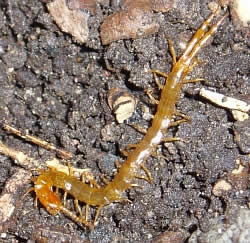 A photograph of common British centipede, _Cryptops parisi_.