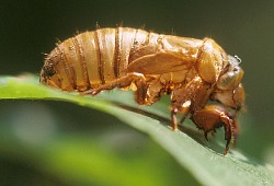 A photograph of the moulted skin of a cicada nymph.