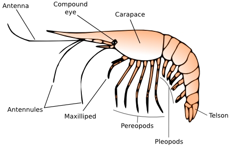 An illustration of the general structure of a crustacean.