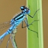 Insect fact files - photograph of a damselfly