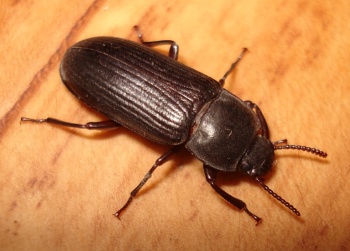 A photograph of an adult darkling beetle (_Tenebrio molitor_).