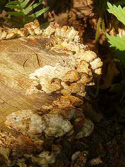 A photograph of the fungi growing on dead wood