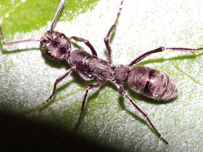 A photograph of the ant _Diacamma rugosum_. Ants of the genus Diacamma form compound nests and live xenobiotically with ants of the genus Strumigenys.