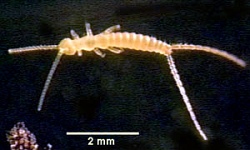 A photograph of a Two-pronged bristletail