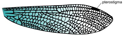 Illustration of the cross veins on a dragonfly wing with the pterostigma marked